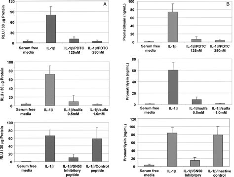 Nfb Mediates Promatrilysin Expression In Lncap Cells Lncap Cells Were