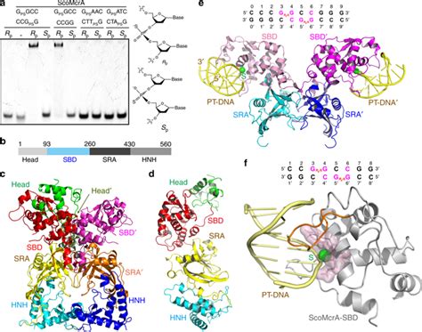 Structural Basis For The Recognition Of Sulfur In Phosphorothioated Dna