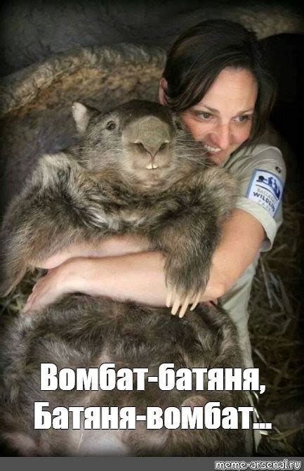 Мем: "Вомбат-батяня, Батяня-вомбат..." - Все шаблоны - Meme-arsenal.com
