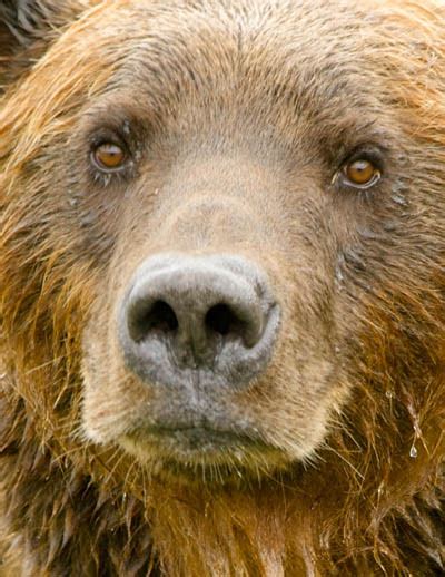 Grizzly Bear Western Wildlife Outreach