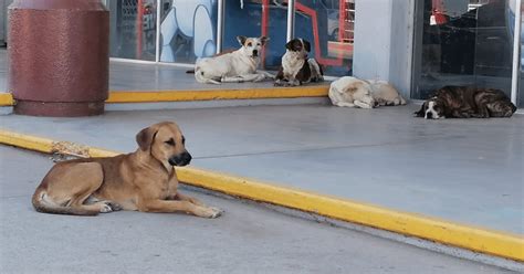 Se está trabajando para combatir la rickettsia en Sonora