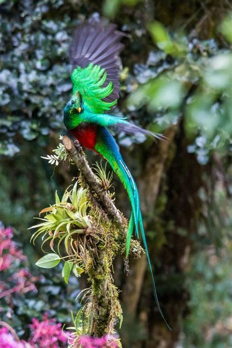 A Stunning Resplendent Quetzal About To Take Off At The Highlands Of