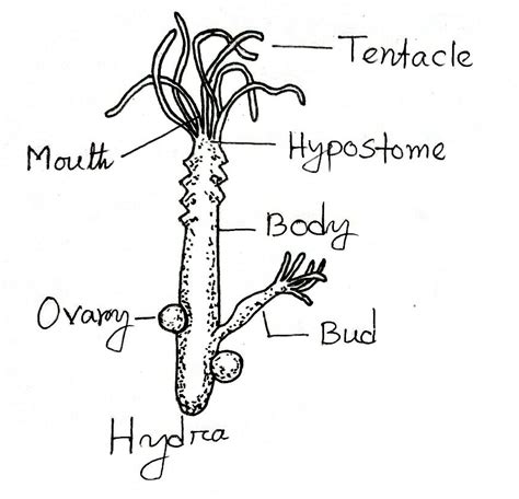 Phylum Cnidaria Hydra