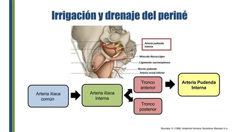 Anatomia del perine que incluyen Generalidades sobre el periné