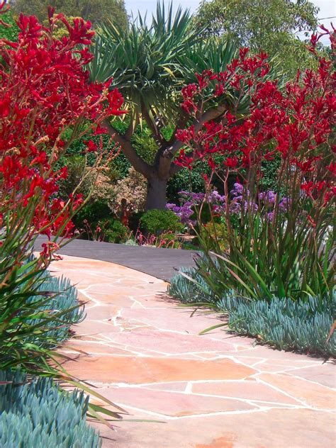 Red Kangaroo Paw And Blue Chalk Sticks Great Combination Dry Garden