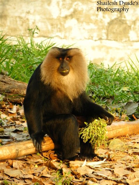 Mysore Zoo Animals..!!