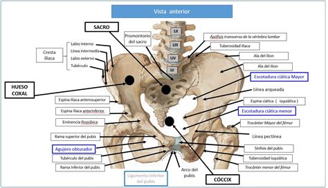 HUESOS DE LA PARED PÉLVICA Dolopedia