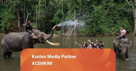 Foto Serunya Mandi Bareng Gajah Jinak Di Cru Sampoiniet Aceh Jaya