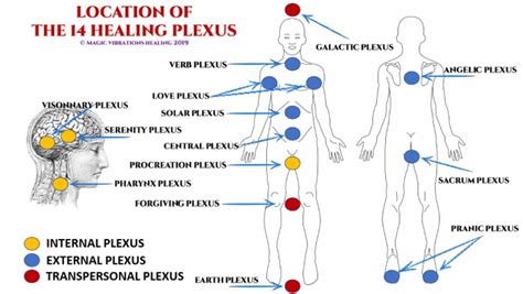 14 Plexus Location Chart | PDF