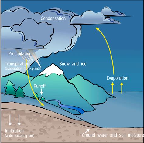 The Diagram Below Shows A Portion Of The Water Cycle Water C