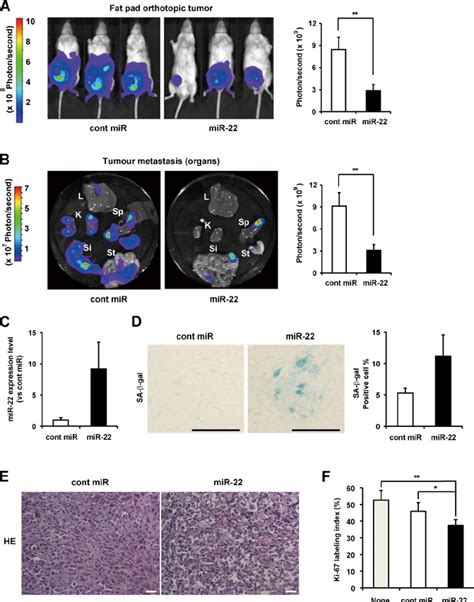 Synthetic MiR 22 Delivery In Duces Cellular Senescence In Vivo And