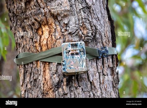 Surveillance Camera Mounted On Trunk Of Tree Stock Photo Alamy