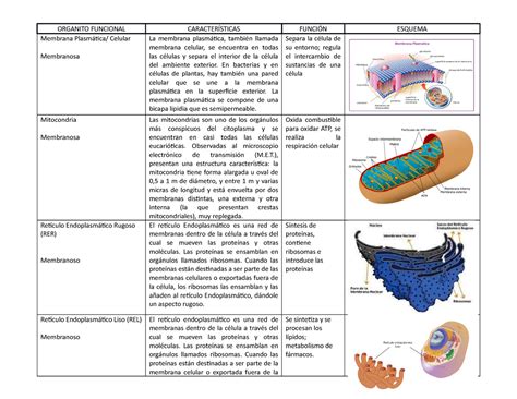 Organelos Y Sus Funciones