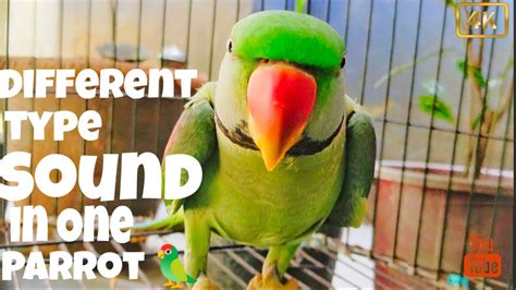 Different Types Of Sound In One Parrot Amazing Talking Parrot 🦜