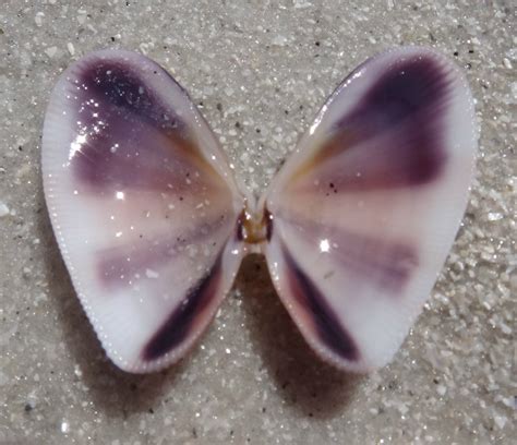 Butterfly Shell Sailorgirl Jewelry