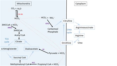 Two Cases Of Carbonic Anhydrase Va Deficiencyan Ultrarare Metabolic