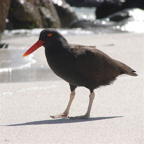 Conoce Las Aves Playeras Pacific Flyway Shorebirds