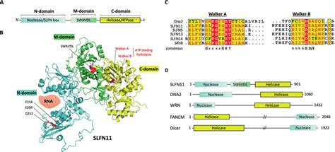 The C Domain Of Slfns A Schematic Diagram Of The C Domain Of Slfn Download Scientific Diagram