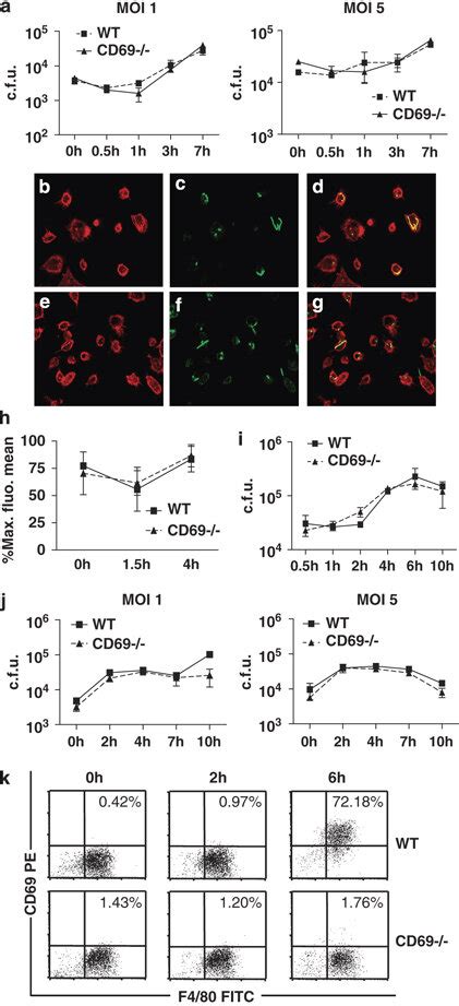 Similar Intracellular Growth Of Lm In Wt And Cd Myeloid Cells A