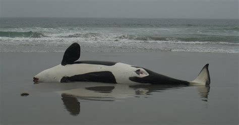 Orca Found Dead On Marin County Beach - CBS San Francisco