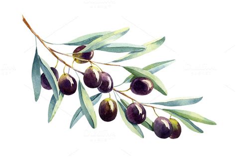 Watercolor olive ~ Graphics on Creative Market