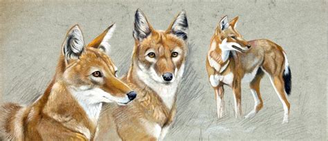 Ethiopian Wolf Conservation Project | Artists for Conservation