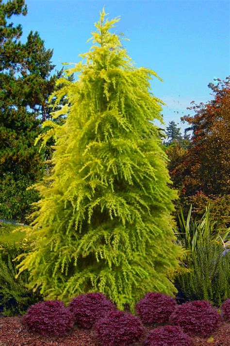 Cedrus Deodara Cones