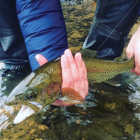 Fly Fishing in Waynesboro, Va. - Blue Ridge Outdoors Magazine