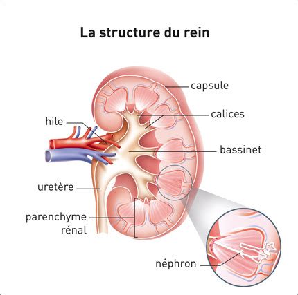 PHYSIOLOGIE RENALE Flashcards Quizlet