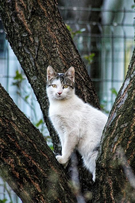 spring cat tree  photo  pixabay