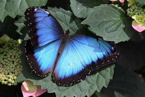 Butterfly Blue Wing Free Photo On Pixabay Pixabay