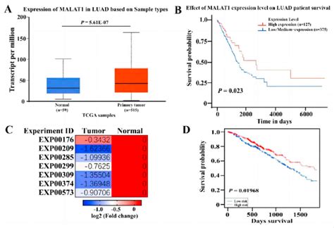 Decreased LncRNA MALAT1A And Increased MiR 140 Are Related To The