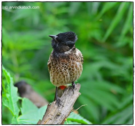 Indian Birds Photography And Details The Red Vented Bulbul