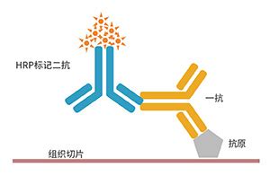 免疫组化原理 IHC 实验流程 IHC分类 南京铭研生物