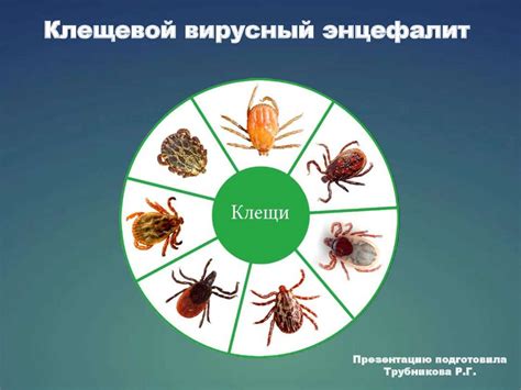 Клещевой вирусный энцефалит - презентация онлайн