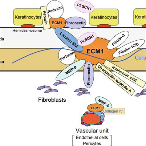 Colocalization Of ECM1 With Laminin 332 And Collagen Type IV In The