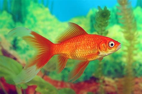 Comet Goldfish All You Need To Know: Size, Varieties and More ...