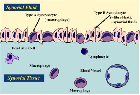 Synovial Fluid And Articular Cartilage Flashcards Quizlet