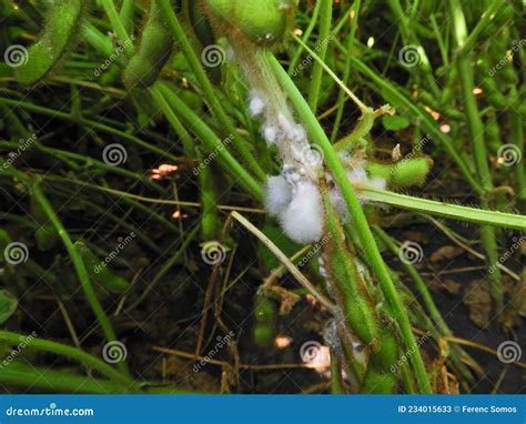 Soybean Plant Infected With White Mold Sclerotinia Sclerotiorum