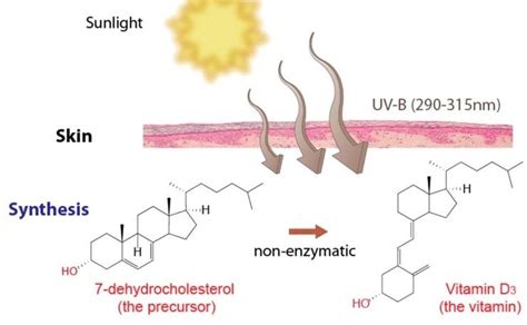 Vitamine What Is The Role Of Skin In The Synthesis Of Vitamin D