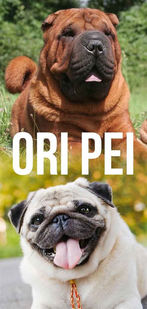 Ori Pei A Complete Guide To The Pug Shar Pei Mix Shar Pei Mix