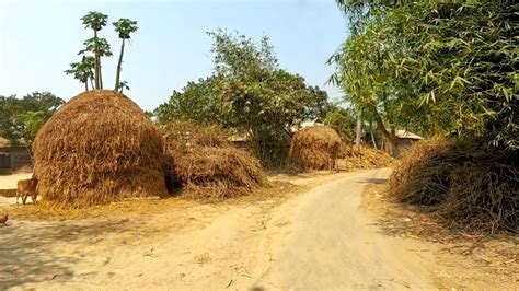 গ্রামের মেঠোপথ ধরে সবুজ শ্যামল গ্রাম বাংলার প্রকৃতি। A Wonderful Video Of Our Beautiful Village