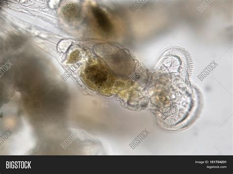 Freshwater Rotifer Image And Photo Free Trial Bigstock