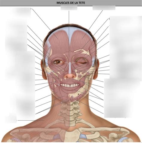 Diagramme De Muscle De La T Te Quizlet