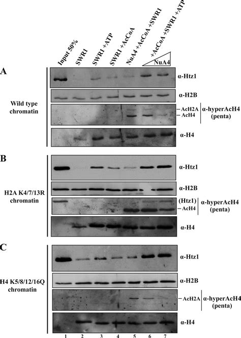 NuA4 Dependent Acetylation Of Nucleosomal Histones H4 And H2A Directly