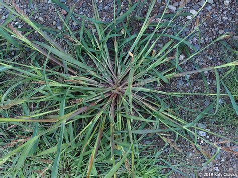 Echinochloa Crus Galli Barnyard Grass Minnesota Wildflowers