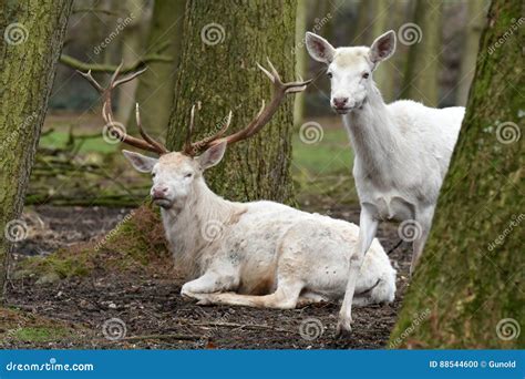 White Red Deer Or White Stag Stock Photo Image Of Field Deer 88544600