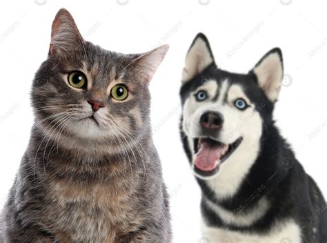 Adorable Cat And Dog On White Background Stock Photo Download On