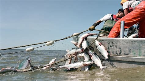 Amazing Gill Net Fishing Line On The Boat Fishermen Catch Hundreds