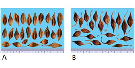 Figure 1 From A Quality Assessment Of Forsythiae Fructus In The